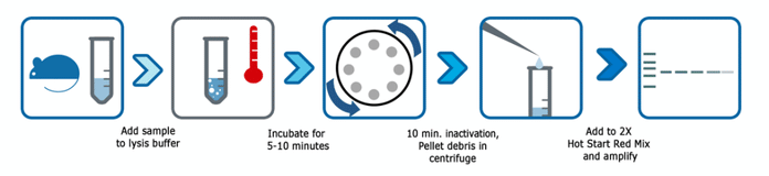 Benchmark Scientific - PR1300-MG-80 - Accuris 1 Hour Mammalian Genotyping Kit, 80 Reactions