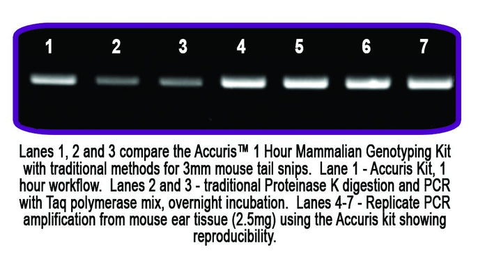 Benchmark Scientific - PR1300-MG-80 - Accuris 1 Hour Mammalian Genotyping Kit, 80 Reactions