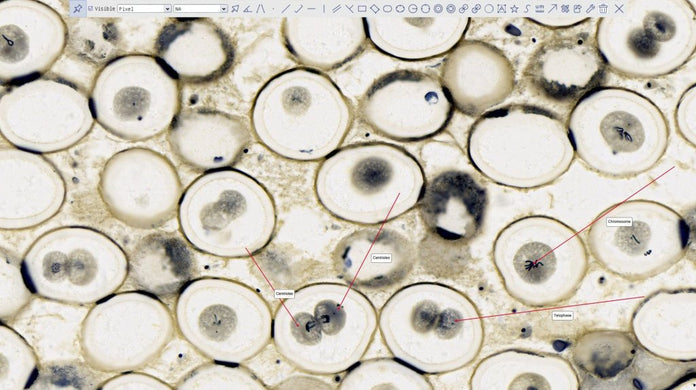 Motic Instruments - 1100600101641 - Moticam 4000X