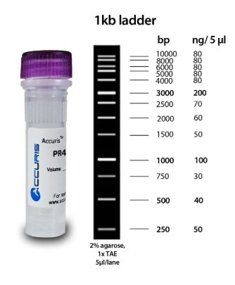 Benchmark Scientific - PR4100-500 - Accuris SmartCheck™ 1kb DNA Ladder