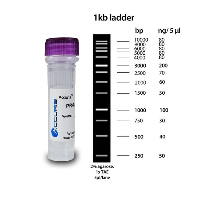 Benchmark Scientific - PR4100-100 - Accuris SmartCheck™ 1kb DNA Ladder