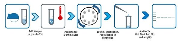 Benchmark Scientific - PR1300-MG-S - Accuris 1 Hour Mammalian Genotyping Kit Sample