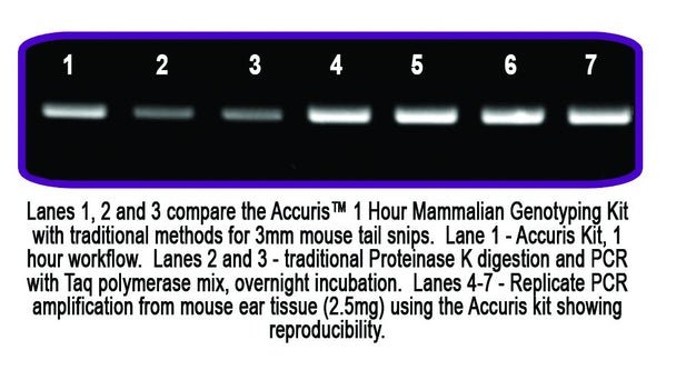 Benchmark Scientific - PR1300-MG-S - Accuris 1 Hour Mammalian Genotyping Kit Sample