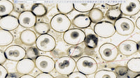 Motic Instruments - 1100600101641 - Moticam 4000X